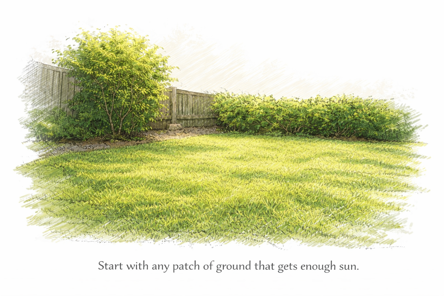 A lawn in full sun before establishing a garden bed